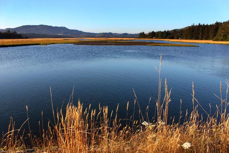 50 Years Behind the Scenes, Fighting for the Coast: Oregon Shores Conservation Coalition