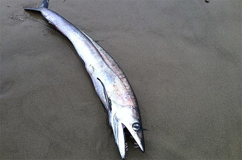 Photo: a lancetfish found in Pacific City by Seattle's Jeff Thirlwall