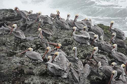 N. Oregon Coast’s Manzanita Area: Pelican Survey, Cemetery Cleanup 