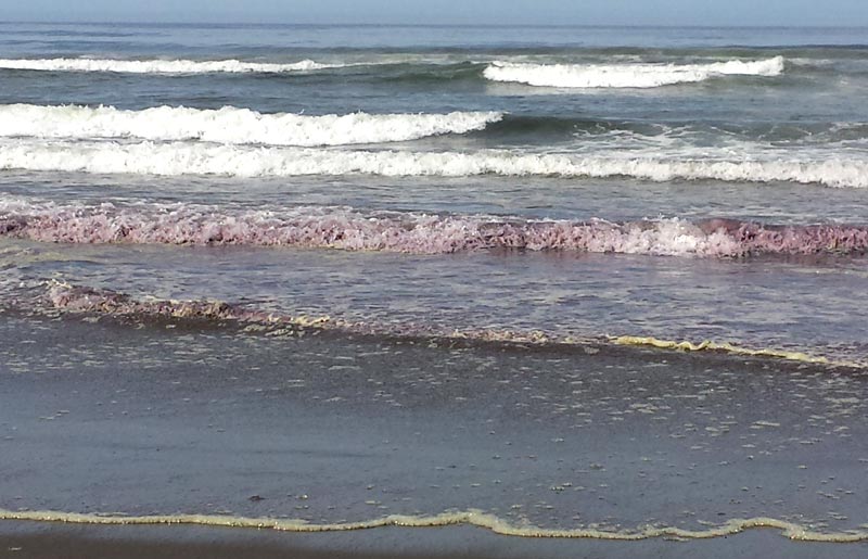 The Mystery of Purple Waves on Oregon Coast Back in 2015
