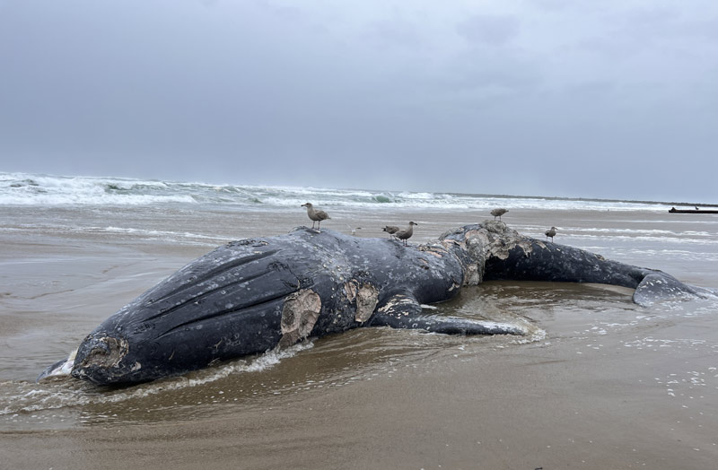 Three Whales Hit Oregon Coast Sands: Causes of Death Released
