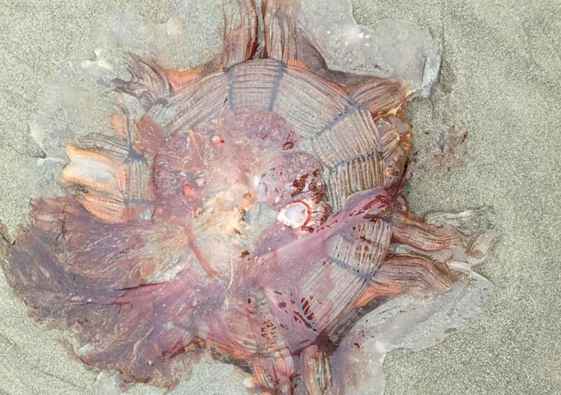 Gnarly Oregon Coast Find That Can Sting Badly: Lions Mane Jellyfish 