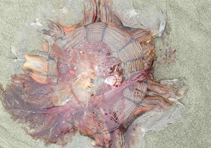 Gnarly Oregon Coast Find That Can Sting Badly: Lions Mane Jellyfish 