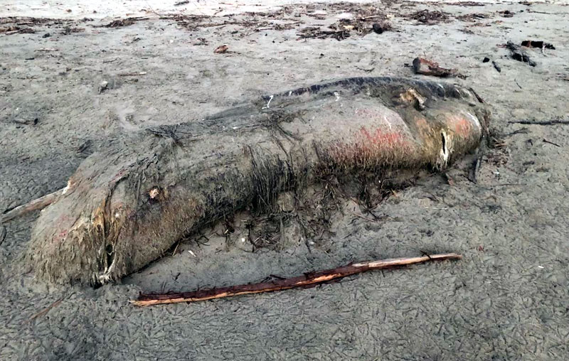 Hairy 'Globster' Sighting Raises a Stink at N. Oregon Coast's Rockaway Beach 