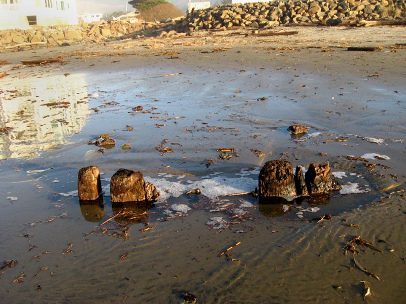 Rarities Lurk Beneath Rockaway Beach on N. Oregon Coast 