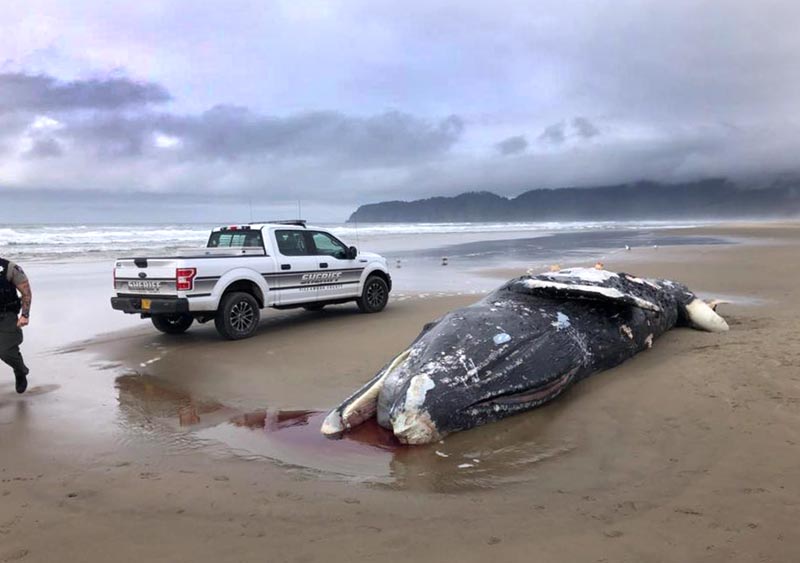 Stinky Whale Washes up on N. Oregon Coast Beach near Pacific City 
