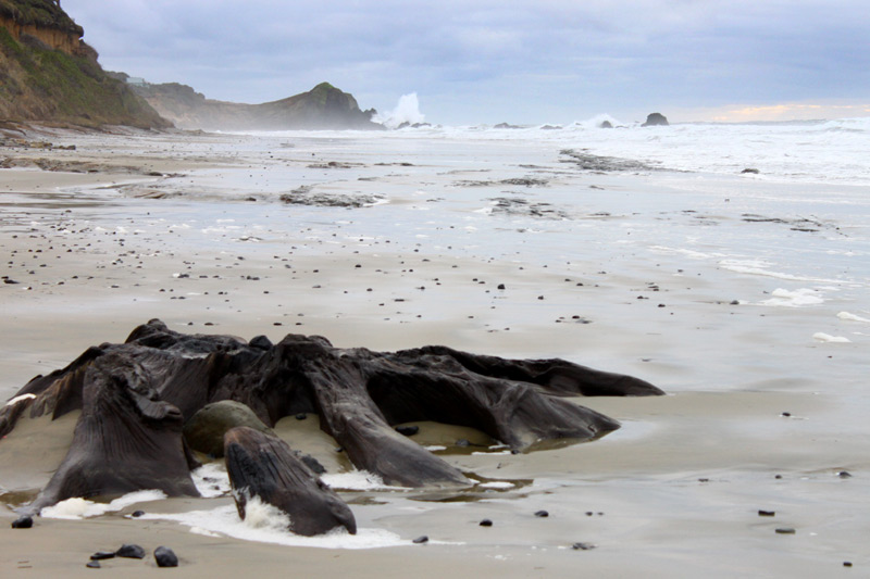 Eerie, Mind-Bending Ghost Forests Appear Around Oregon Coast 