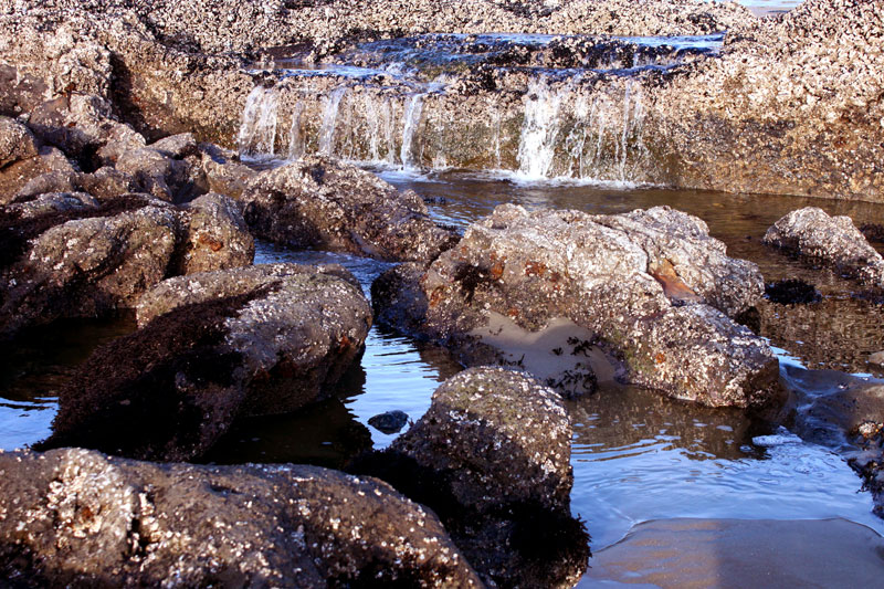 Seal Rock a Blast of Colors, Textures and an Oregon Coast Tidepool Hotspot