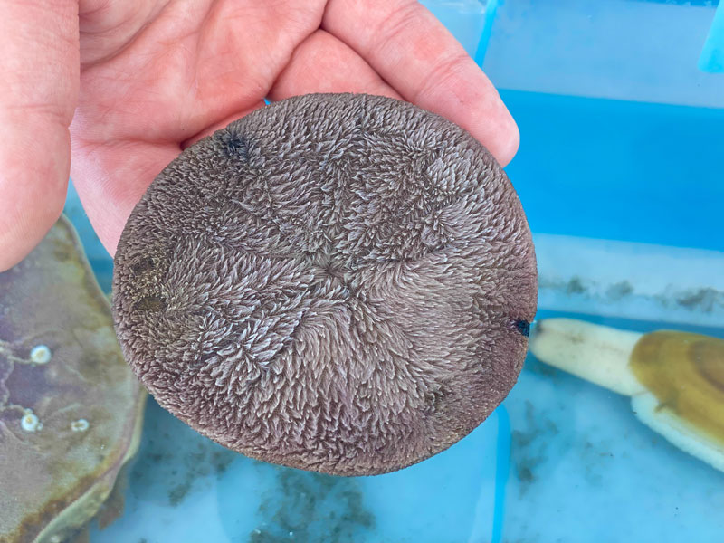 After Two Years, N. Oregon Coast's Beach Discovery Program Back in Seaside 