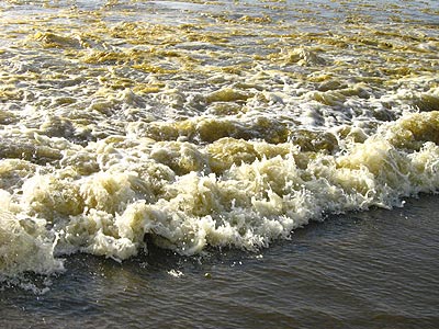 The Basics and the Weird About Oregon Coast Sea Foam