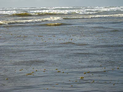 The Basics and the Weird About Oregon Coast Sea Foam