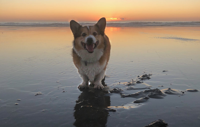 seas_corgi_wendy2.jpg