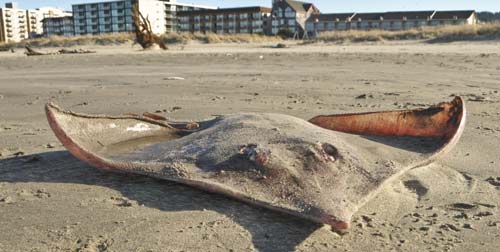 Longnose Skate: Wondrous and Weird Oregon Coast Find