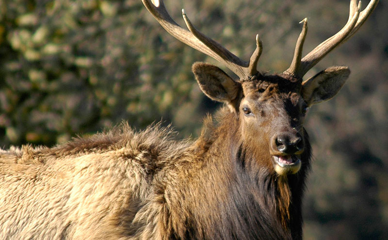 Elk Feeding Tours on N. Oregon Coast Canceled Due to Virus 