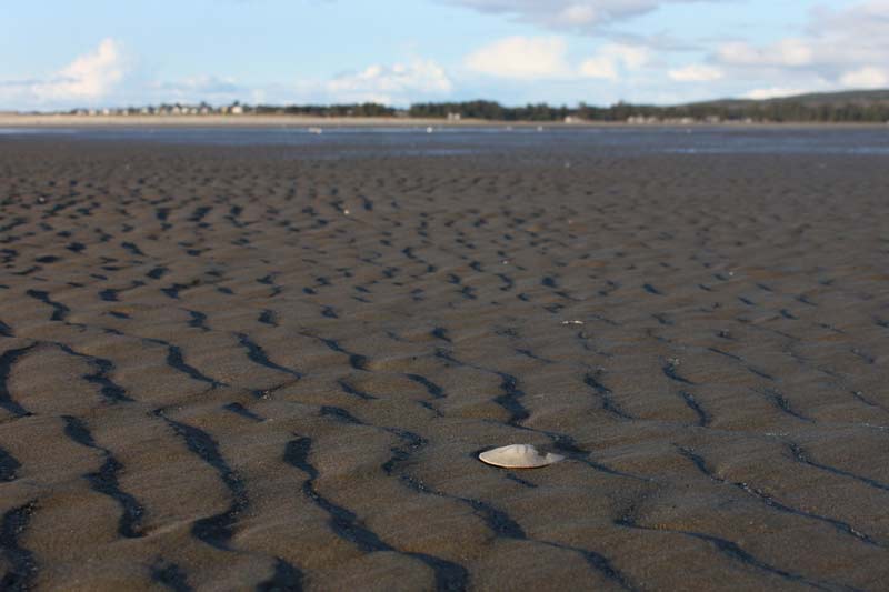 How to Find Sand Dollars at the Beach