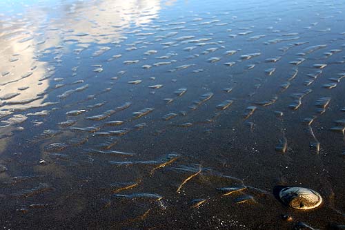 Seaside, Oregon coast sand dollars