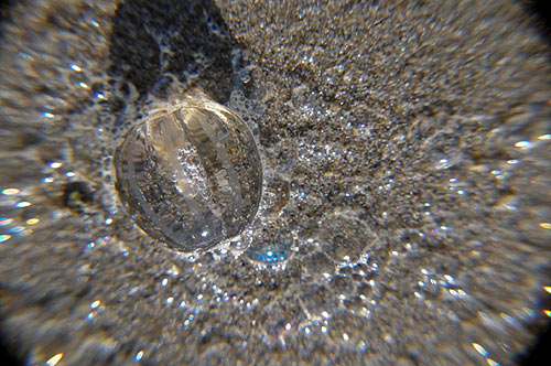 Sea gooseberry on Oregon coast, otherwise known as a comb jelly