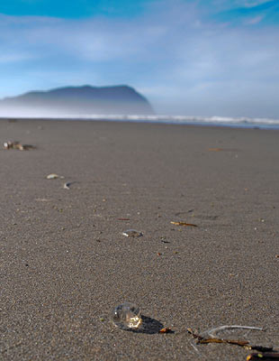 Sea gooseberry on Oregon coast, otherwise known as a comb jelly