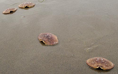 Ecological Disaster? Nope, Just Oregon Coast Crabs Mass Molting 