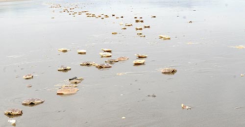 Masses of Dead Crab Parts on Oregon Coast Puzzling Beachgoers 