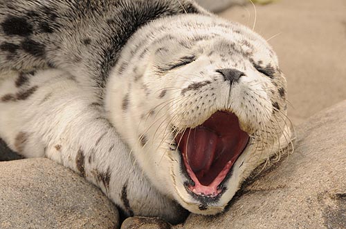 Perhaps the cutest seal ever? On the north Oregon coast