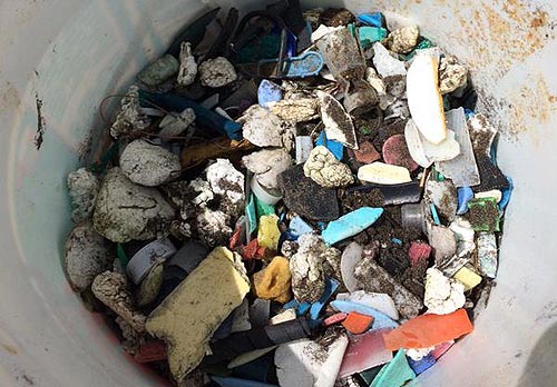 Oregon Coast Scientists: Bad News About Invasive Species and Increased Plastics 