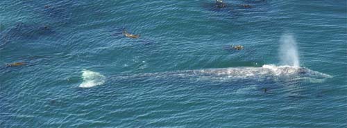 Summer Whale Watch Weekend on Central Oregon Coast This Weekend 