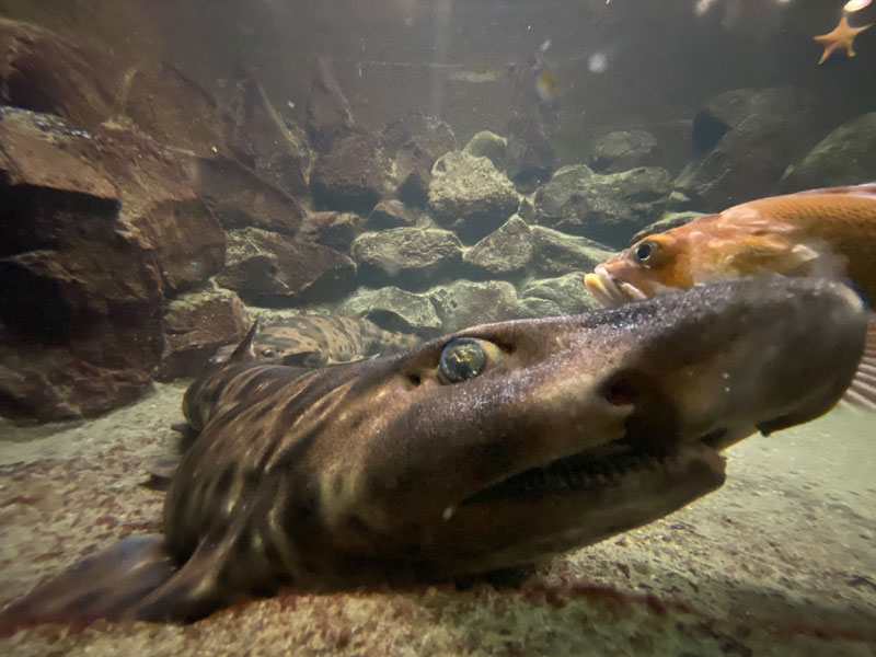 Cue the Goofy Song: Baby Sharks Coming to N. Oregon Coast Facility 