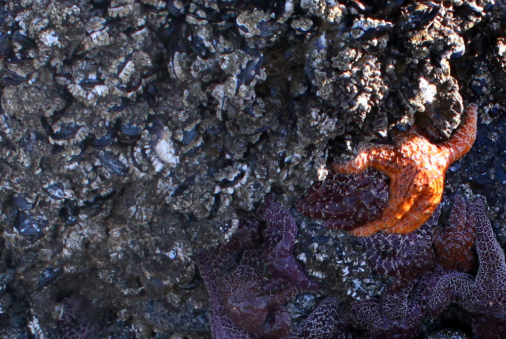 Lincoln City Tidepools Hangout at Lincoln City's NW15th: Central Oregon Coast Colors