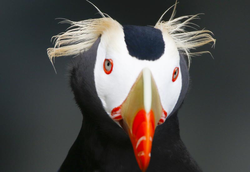 Puffins Event, 12 Days of Earth Day Back at N. Oregon Coast's Cannon Beach 