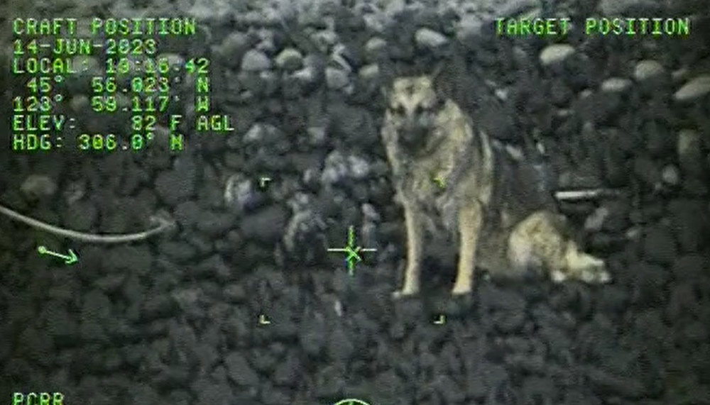 Injured Dog Rescued on Remote N. Oregon Coast Shore After Falling Off Cliff Near Cannon Beach