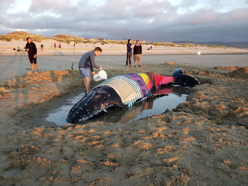 Baby Whale, Still Alive, Strands on Oregon Coast - Did Not Make High Tide