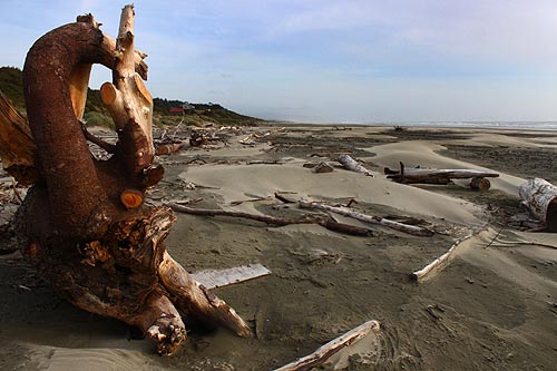 Driftwood Beach State Recreation Site - Complete Guide to the Central Oregon Coast Wonder 
