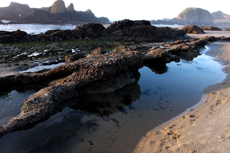 Second Health Alert for Central Oregon Coast, at Seal Rock 