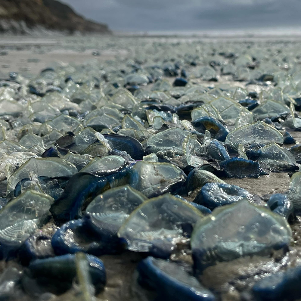 Velella Like a Thick Carpet at Some Oregon Coast Spots 