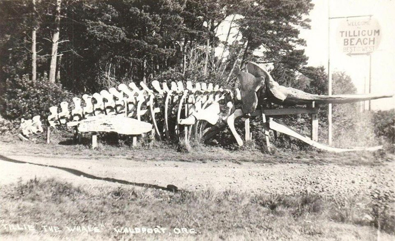 Oregon Coast's Tillie the Whale History a Kooky and Dramatic One