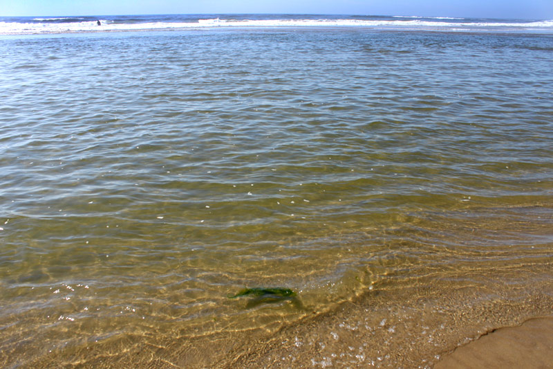 Hidden Summer Dangers at Tideline of Oregon Coast / Washington Coast - Video