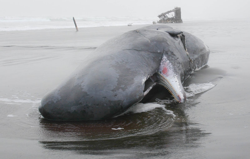 Large Sperm Whale Strands on N. Oregon Coast near Iredale Shipwreck; Cause of Death Unknown