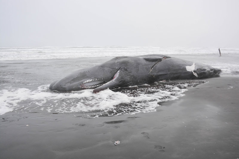 Sperm whale beached in Oregon killed by ship, feds find