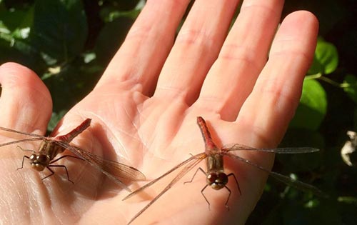 Oregon Coast Weather Brings Curiosities: Dragonflies, Tiny Jellyfish 