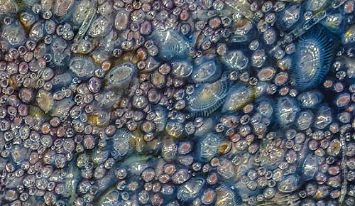 Velella photo by Tiffany Boothe, Seaside Aquarium