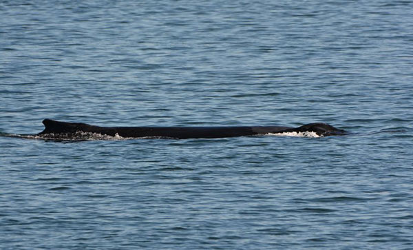 S. Washington Coast and Oregon Coast Humpback Sightings Soar 