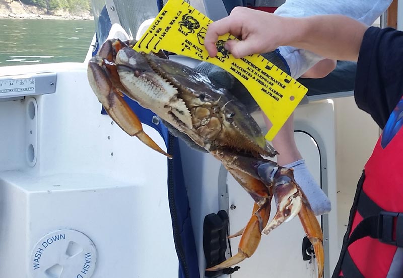 Updates on Crabbing, Clamming from Washington, Oregon Coast