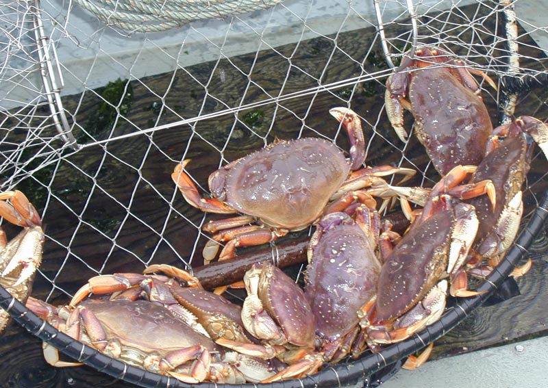 Wildlife Officials: Now is Best Season for Crabbing on Oregon Coast 
