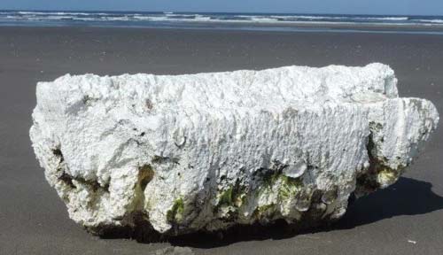 Invasive Species Find Points to Disturbing 'Garbage Bridge' to Oregon Coast