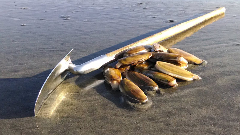 Guide To Digging Razor Clams On The Oregon Coast (in 2024)