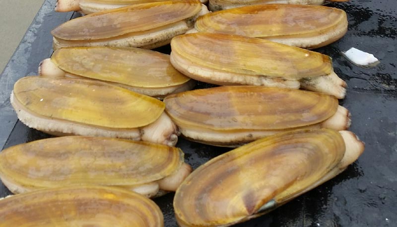 Abundant Razor Clams on Washington Coast Bode Well for New Dig Dates