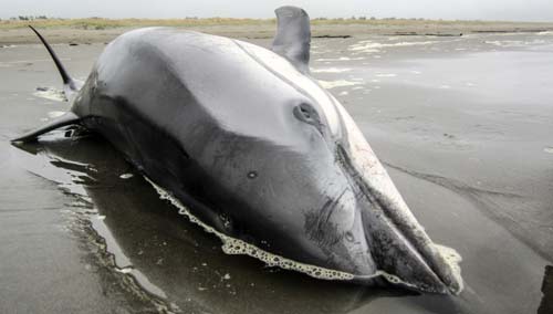 Extraordinary Encounters: Shark Off Oregon Coast, Dolphin on Washington Coast