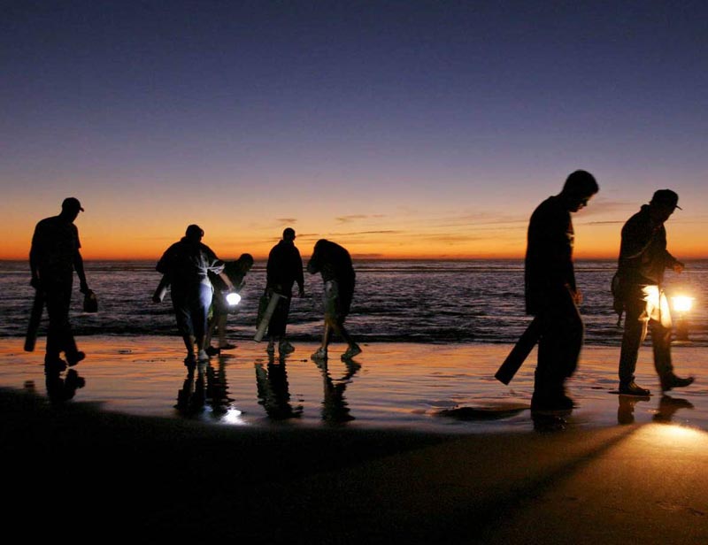 Washington Coast Halts Razor Clams at Last Minute Due to Marine Toxins 