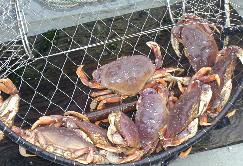 Washington Coast's Grays Harbor Closed to Crabbing, Except Westport